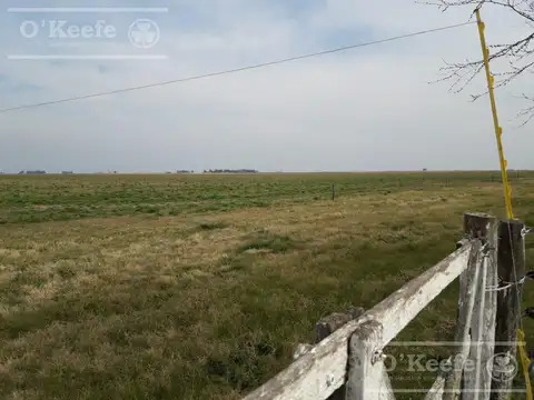 Campo Mixto een venta 292 has  Carlos Tejedor sobre Ruta 226