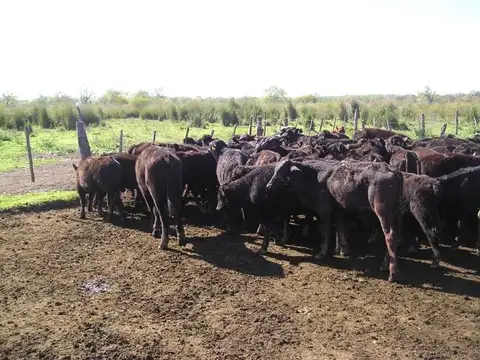 Isla excelente uso ganadero en Villa Constitución.