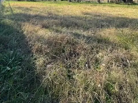 VENDIDOO!! LOS PINOS - LOS PINOS II 100