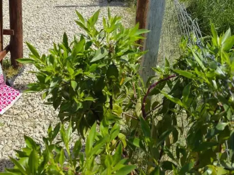 Santa Rosa 50