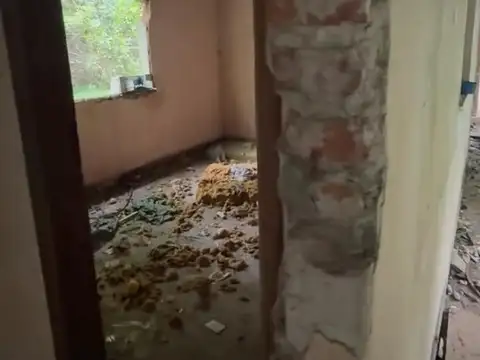 Araucanos