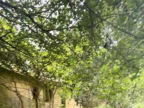Araucanos