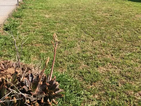 Ceibo entre Ombú y Libertad