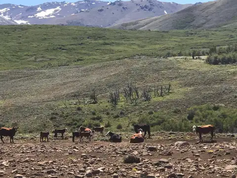 Venta de Campo en Cholila 1200ha - Zona El Cajo