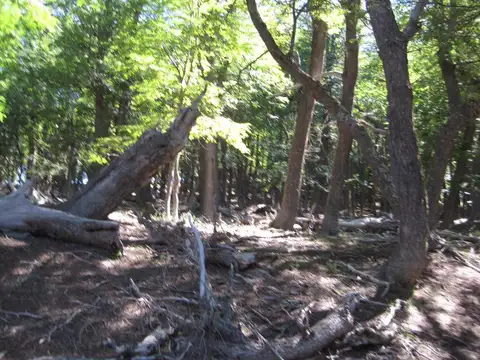 Venta de Campo en Cholila 1200ha - Zona El Cajo