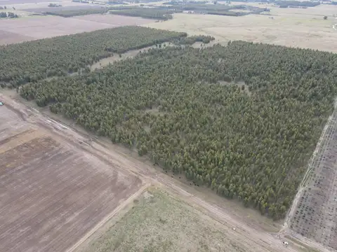 Campo en Ramon Santamarina