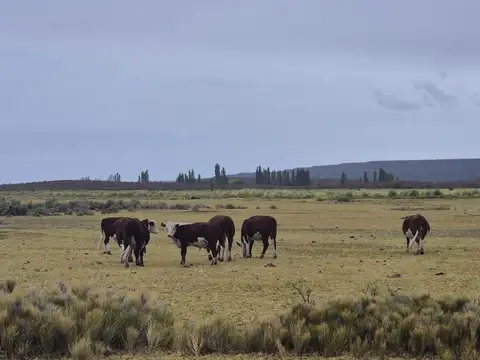 Campo de campo en Valcheta, Rio Negro.