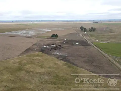 Campo en venta 175 has Chascomus