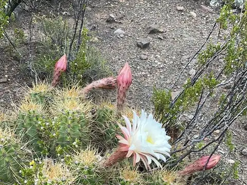 Terreno en Venta en Potrerillos, USD 5.700