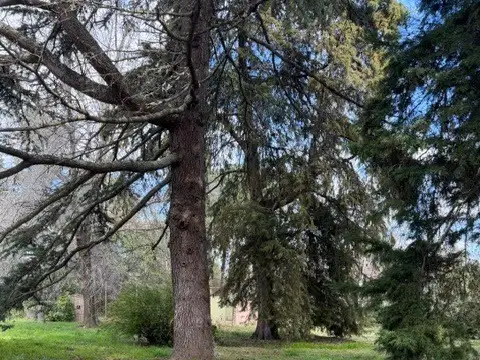 Highland Park C. C. 100