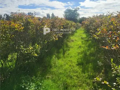 CHACRA 6 HAS. ruta internalnearia