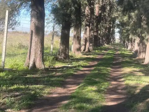 Harás Don Jaime
