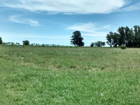 100 has con hermoso casco excelente campo ganadero - forestal