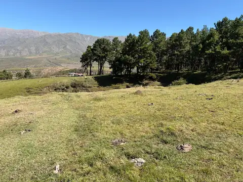 Pinar Tafí del Valle