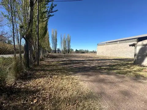 NICOLAS SERPA 100