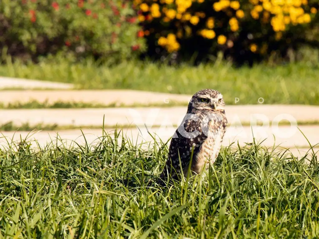 Terreno en Venta en Prados del Oeste