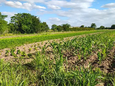 Venta campo 5 hectareas Villa Retiro