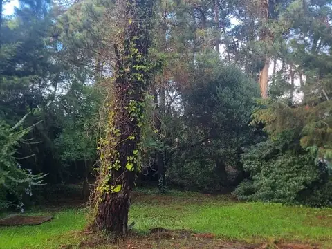 El cano 1600