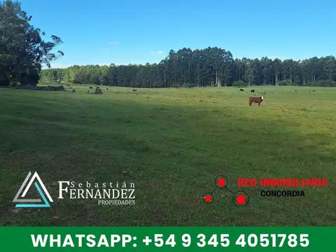 Puerto Yerua