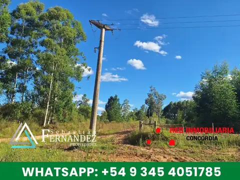 Campo en Venta Forestal