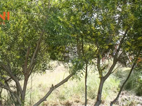 Terreno en Venta 30  mts Fondo