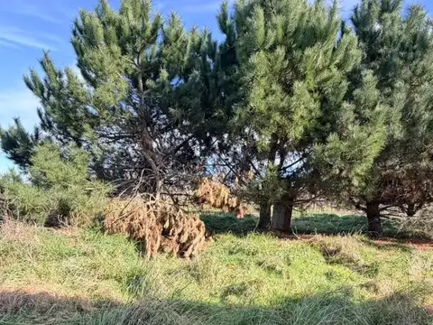 Galpon en Venta en General Lavalle, USD 120.000