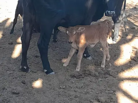 Campo Ganadero de 1.800 hectáreas en Depto Minas