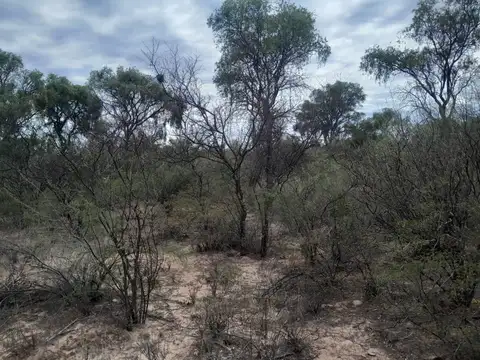 Campo Ganadero de 1.800 hectáreas en Depto Minas