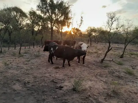 Campo Ganadero de 1.800 hectáreas en Depto Minas