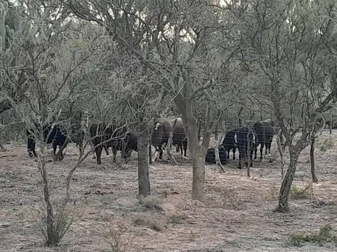 Campo Ganadero de 1.800 hectáreas en Depto Minas