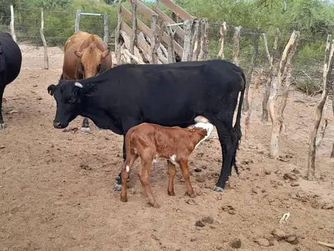 Campo Ganadero de 1.800 hectáreas en Depto Minas