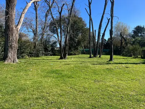 El Aromo 100