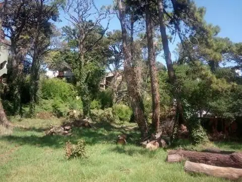 Paseo 113 100