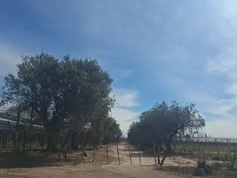 Caballero s/n