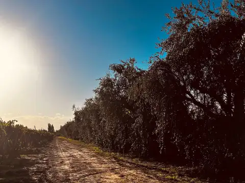 FINCA CON BODEGA