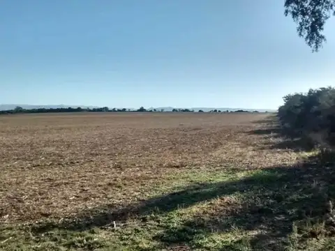 Campo en Venta Agrícola