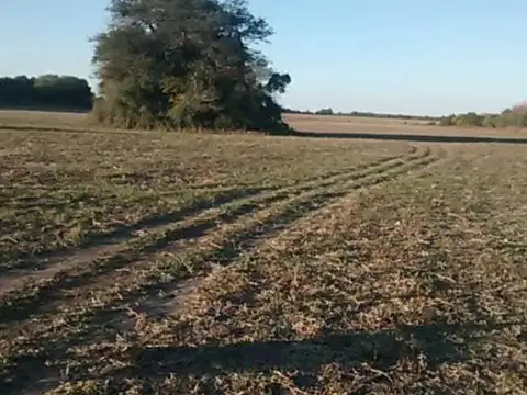 Campo en Venta de 240  ha