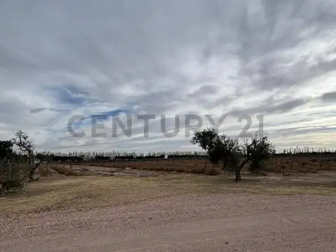 VENTA DE CAMPO DE 2.7 HA EN SAN RAFAEL MENDOZA. ID: 343654