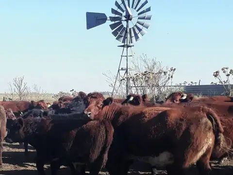 Campo en Venta de 400  ha