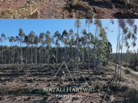 Campo en Venta Forestal
