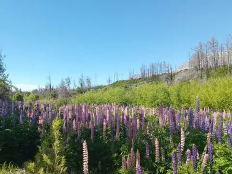 Terreno en Venta en Lago Puelo, USD 30.000