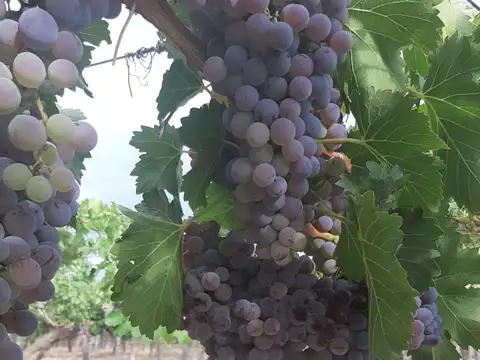 FINCA MEDRANO