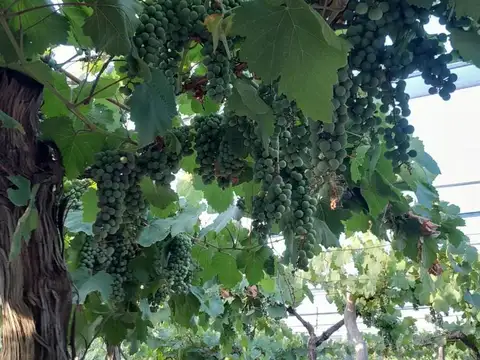 FINCA MEDRANO