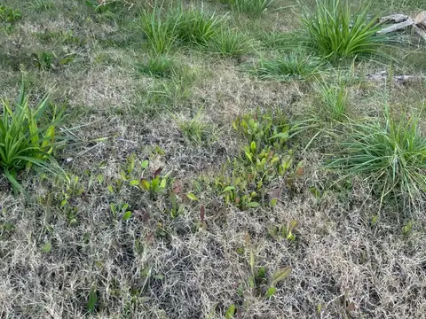 Lote General Rodriguez