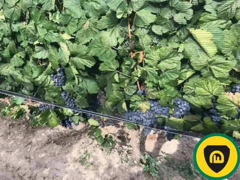 Finca en venta, El Borbollón, Mendoza.