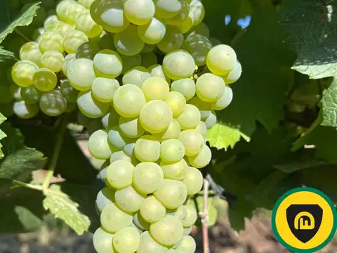 Finca en venta, El Borbollón, Mendoza.