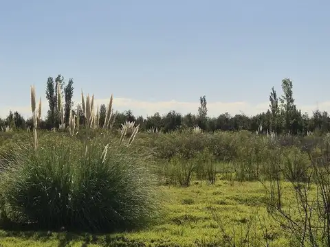 VENTA CAMPO AGRICOLA - CAÑADA SECA -SAN RAFAEL