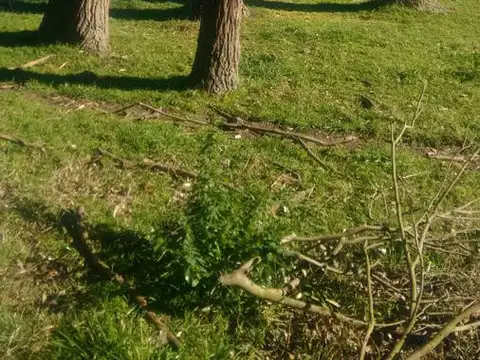 Campo venta -3 Hectáreas- Alegre