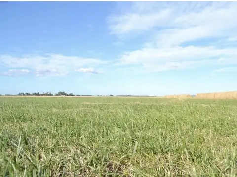 Campo - Venta - Argentina, Brandsen