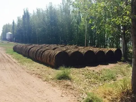 San Rafael, Mendoza 100